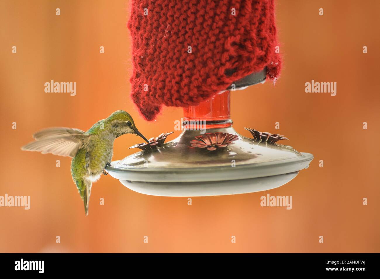 Overwintering Anna S Hummingbird Calypte Anna Feeding At