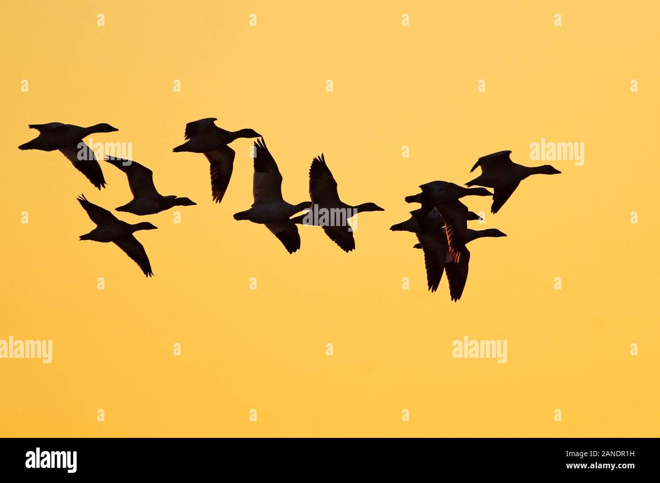 Silhouette of snow geese flight against bright yellow sky Stock Photo