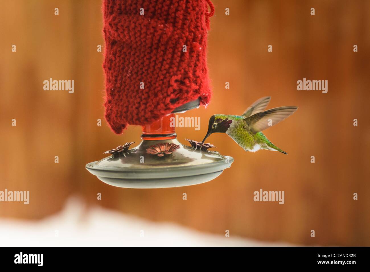 Overwintering Anna S Hummingbird Calypte Anna Feeding At