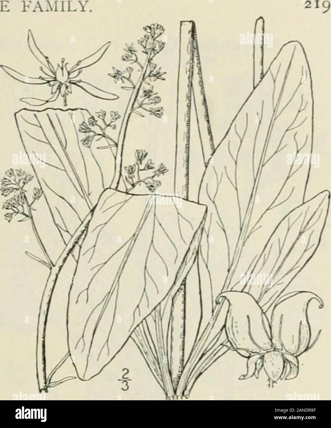 An illustrated flora of the northern United States, Canada and the British possessions : from Newfoundland to the parallel of the southern boundary of Virginia and from the Atlantic Ocean westward to the 102nd meridian; 2nd ed. . 5. Micranthes micranthidifolia (Haw.)Small. Lettuce Sa.xifrage. Fig. 2160. Robertsonia micranthidifolia Haw. Syn. PI. Succ. 322. 1812.Saxifraga erosa Pursh, Fl. Am. Sept. 311. 1814.S. micranthuiifolia B.S.P. Prel. Cat. N. Y. 17. 1888.M. micranlhiiiifoiia Small. Fl. SE. U. S. 501. 1903. Scape rather slender, more or less viscid,l°-3° high, bracted above. Leaves oblance Stock Photo