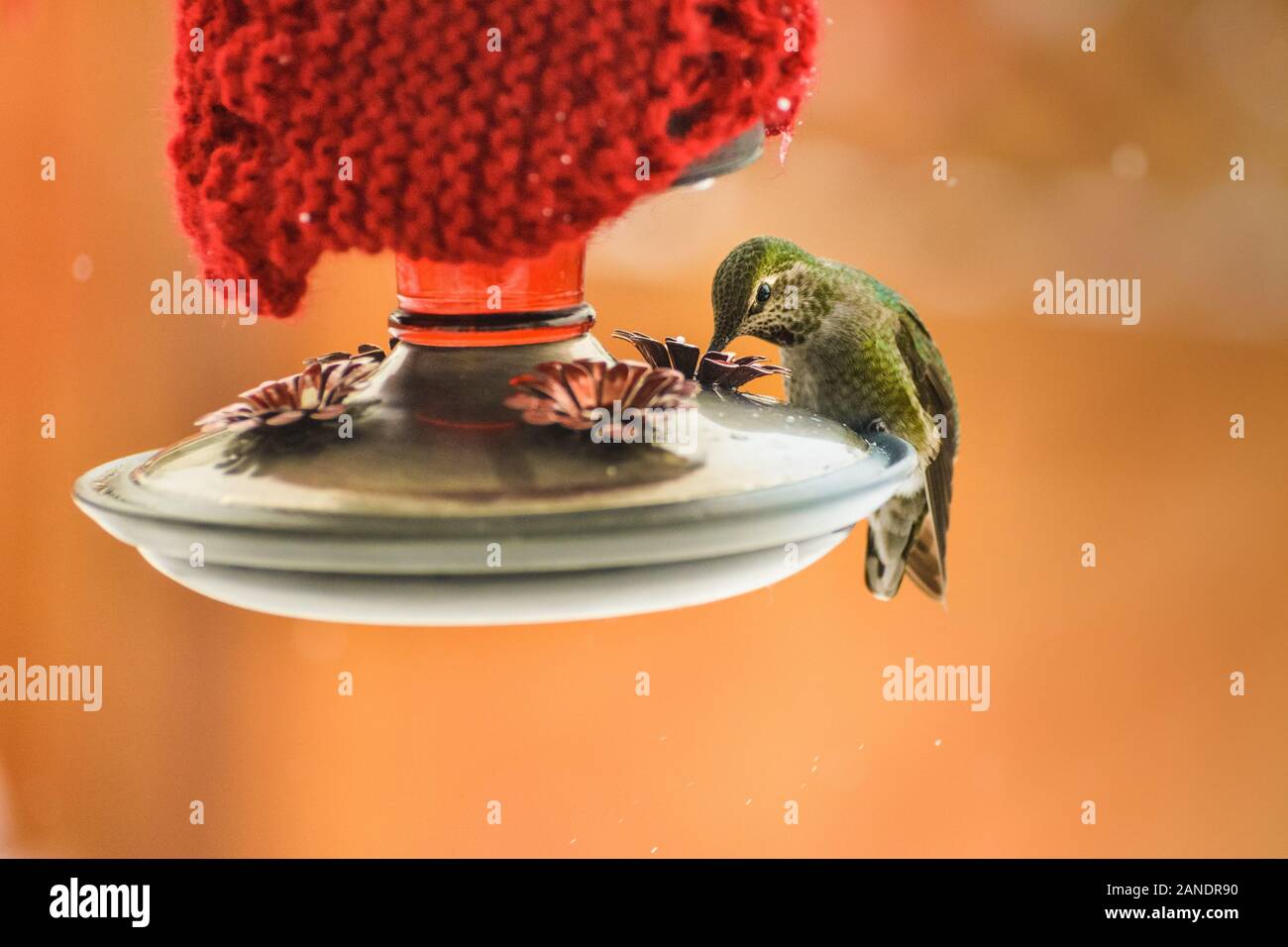 Overwintering Anna S Hummingbird Calypte Anna Feeding At