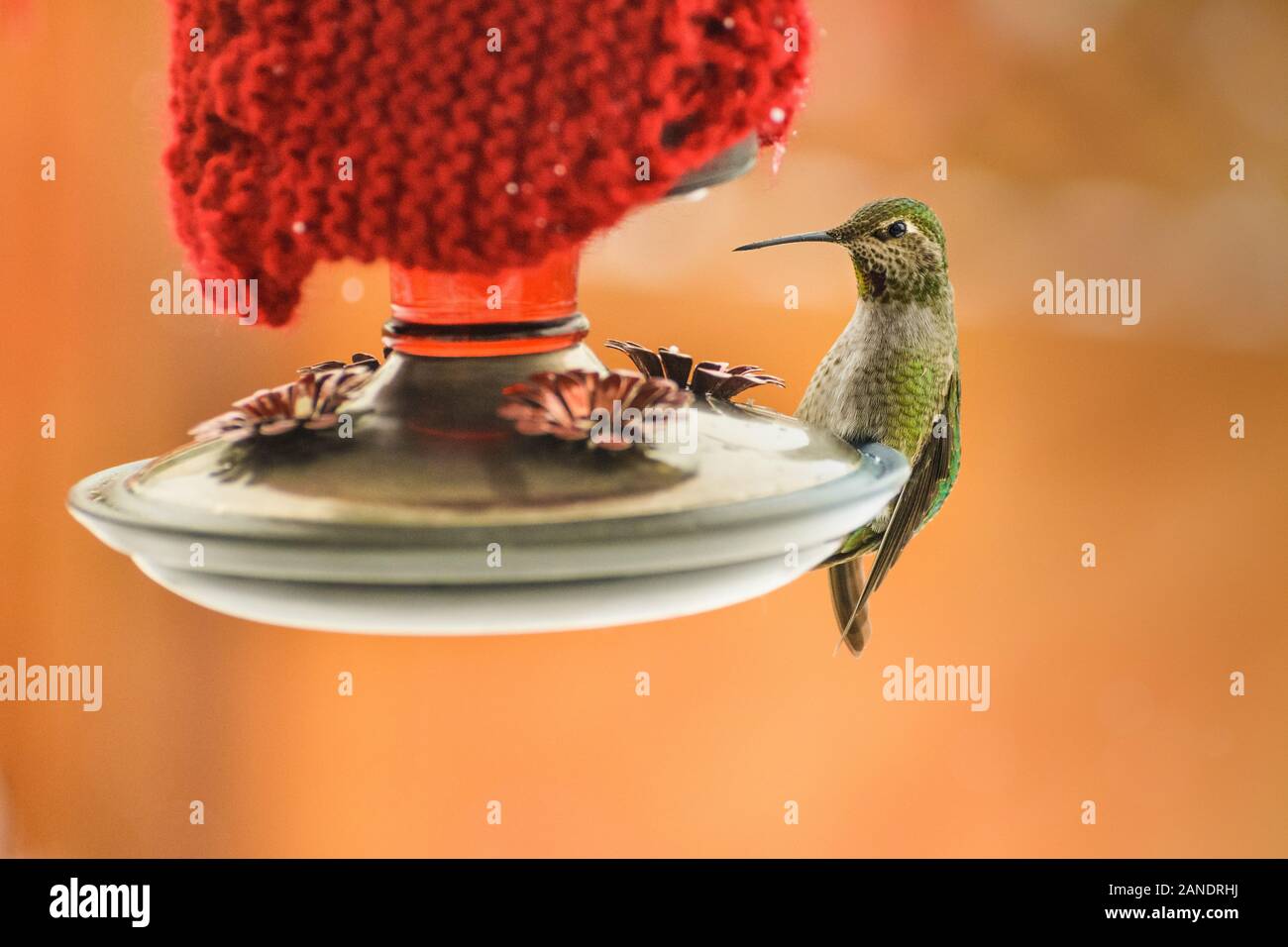 Overwintering Anna S Hummingbird Calypte Anna Feeding At