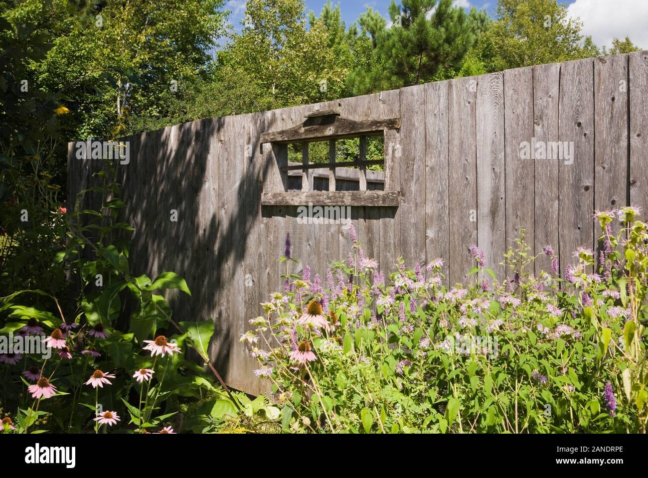 Purple Echinacea purpurea - Coneflowers and pink Lythrum - Loosestrife in front of wooden fence in backyard garden in summer. Stock Photo