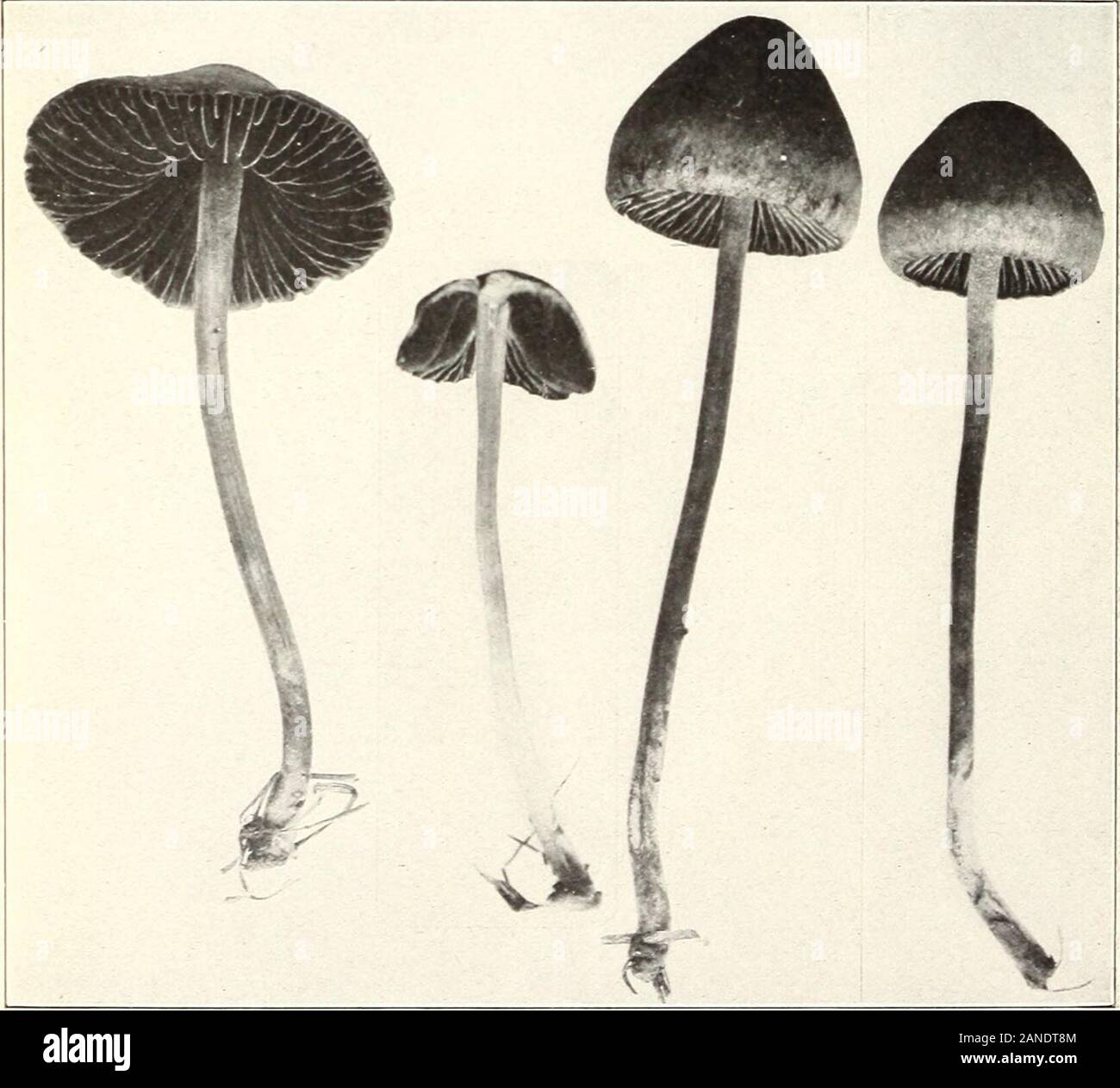 Mushrooms and other common fungi . Fig. 1.—Coprinus micaceus. (Edible.). Fig. 2.—Panaeolus retirugis. (Edible.) Jul. 1 75, U. S. Dept. of Agriculture. Plate XXXI. Stock Photo