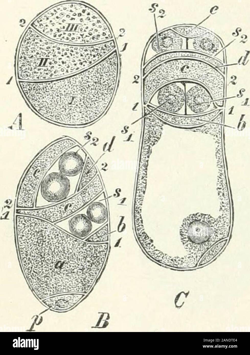 Organography of plants, especially of the archegoniatae and spermaphyta . idium, each of them divides by two anti-clinal walls into the two sterile cells respect-ively b and c, d and e. Fig. 137, B^ and themother-cell of an antheridium out of whichthe two mother-cells of the spermatozoidsare developed. The dorsiventrality of theprothallus is here very apparent. The cellsb, c, d, e, which remain sterile, and which inmy view are wrongly designated wall-cells,take no part in the opening of the anthe-ridium. It is indeed clear that in so small antheridia the openingmechanism may be very simple. On Stock Photo
