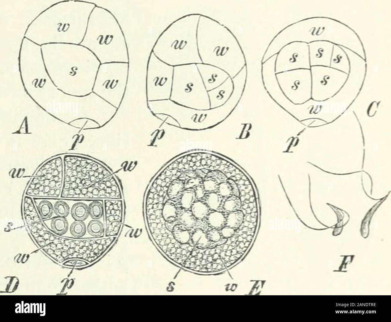 Organography of plants, especially of the archegoniatae and spermaphyta . i ; the remainder andlarger portion of the interior is divided by two oblique walls inclined towardsthe long axis of the spore into two flat cells, and a third which in opticallongitudinal section is tri-angular. I consider this lastone alone to be the anthe-ridial mother-cell-. It dividesby a periclinal wall into anouter cell, the opercular cell,Z&gt;, and an inner cell, out ofwhich the four mother-cellsof the spermatozoids arise by?division. We should havethen a prothallus consistingof three sterile cells andone anther Stock Photo