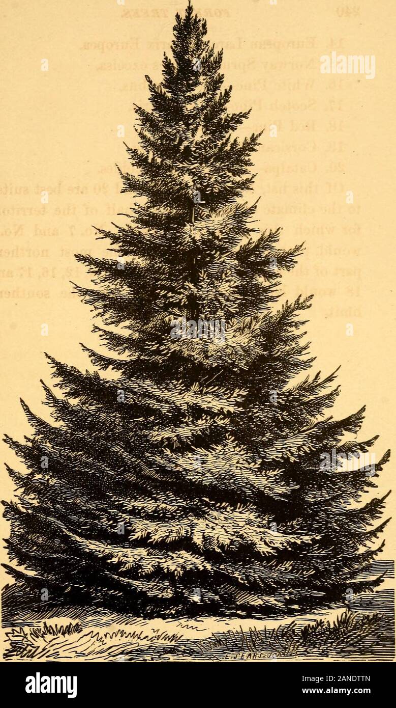 Forest trees, for shelter, ornament and profitA practical manual for their culture and propagation . n Preface 1. White Oak—Quercus alba. 2. Bur Oak—Q. macrocarpa. 3. Sugar Maple—Acer saccharinum. 4. White Ash—Fraxinus Americana. 5. Blue Ash—F. quadrangulata. 6. Red Ash—F. pubescens. 7. Black Walnut—Juglans nigra. 8. Butternut—J. cinerea. 9. Chestnut—Castanea vesca. 10. Shellbark Hickory—Carya alba. 11. Pignut Hickory—C. glabra. 12. Linden, or Basswood—Tilia Americana. 13. Tulip Tree—Liriodendron tulipifera. 240 FOREST TREES, 14. European Larcli—Larix Europea. 15. Korway Spruce—Abies excelsa, Stock Photo