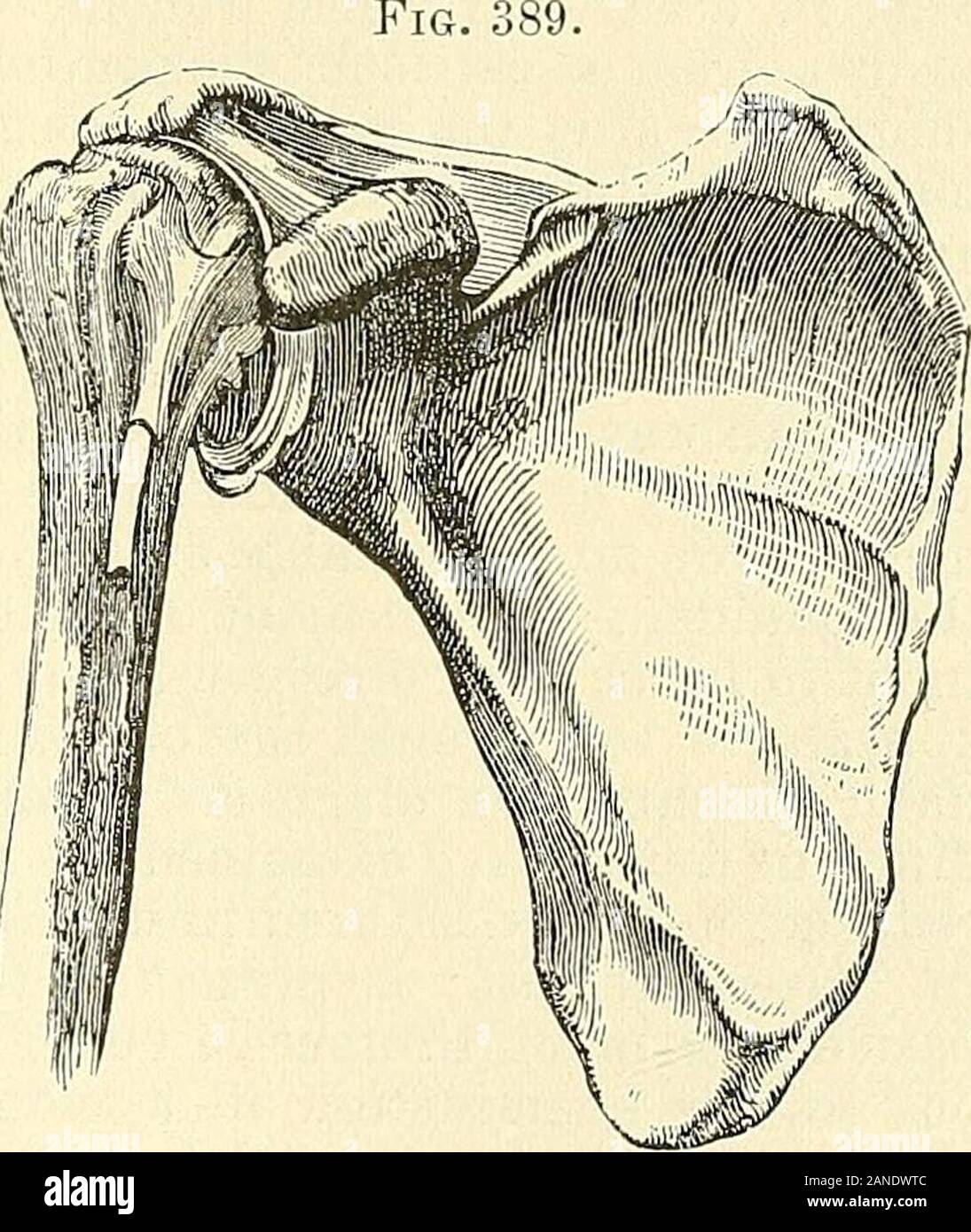 A practical treatise on fractures and dislocations . a num-ber of dissections, is to allow the headof the humerus to be drawn upwardand forward in its socket, until it isarrested by the two processes, and bythe coraco-acromial ligament. SaysMr. Soden : To enable the bone tomaintain its equilibrium, it is neces-sary that the capsular muscles shouldexactly counterbalance each other;and as there is no muscle from the ribs to the humerus to antagonizethe upper capsular muscles (that is, to draw the head of the humerusdownward), it is suggested that this office is performed by the singularcourse of Stock Photo
