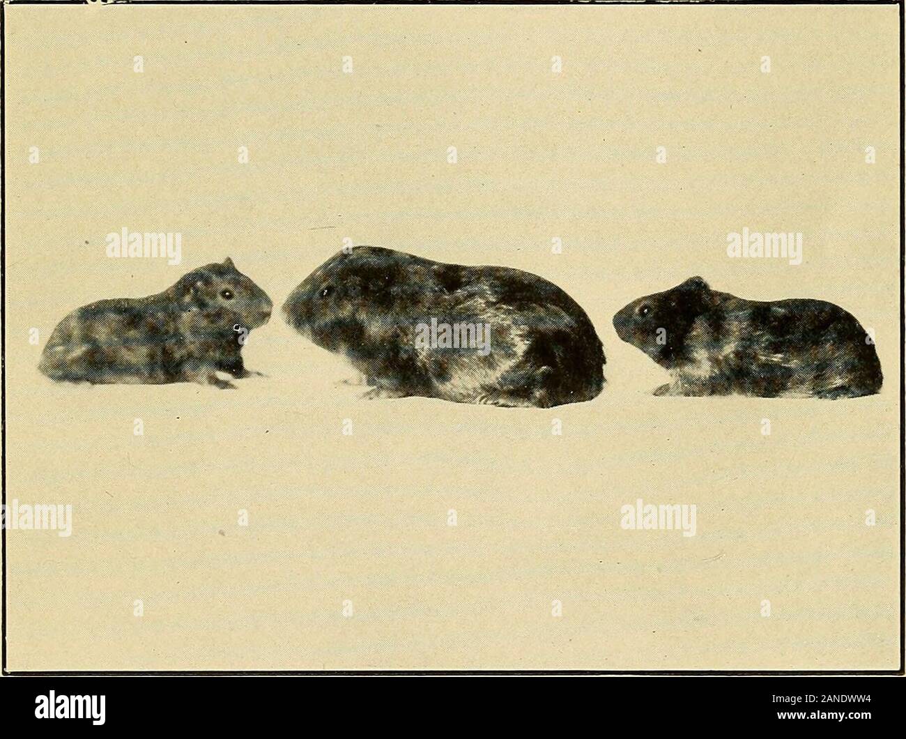 The glands of life a contribution to the study of organotherapy