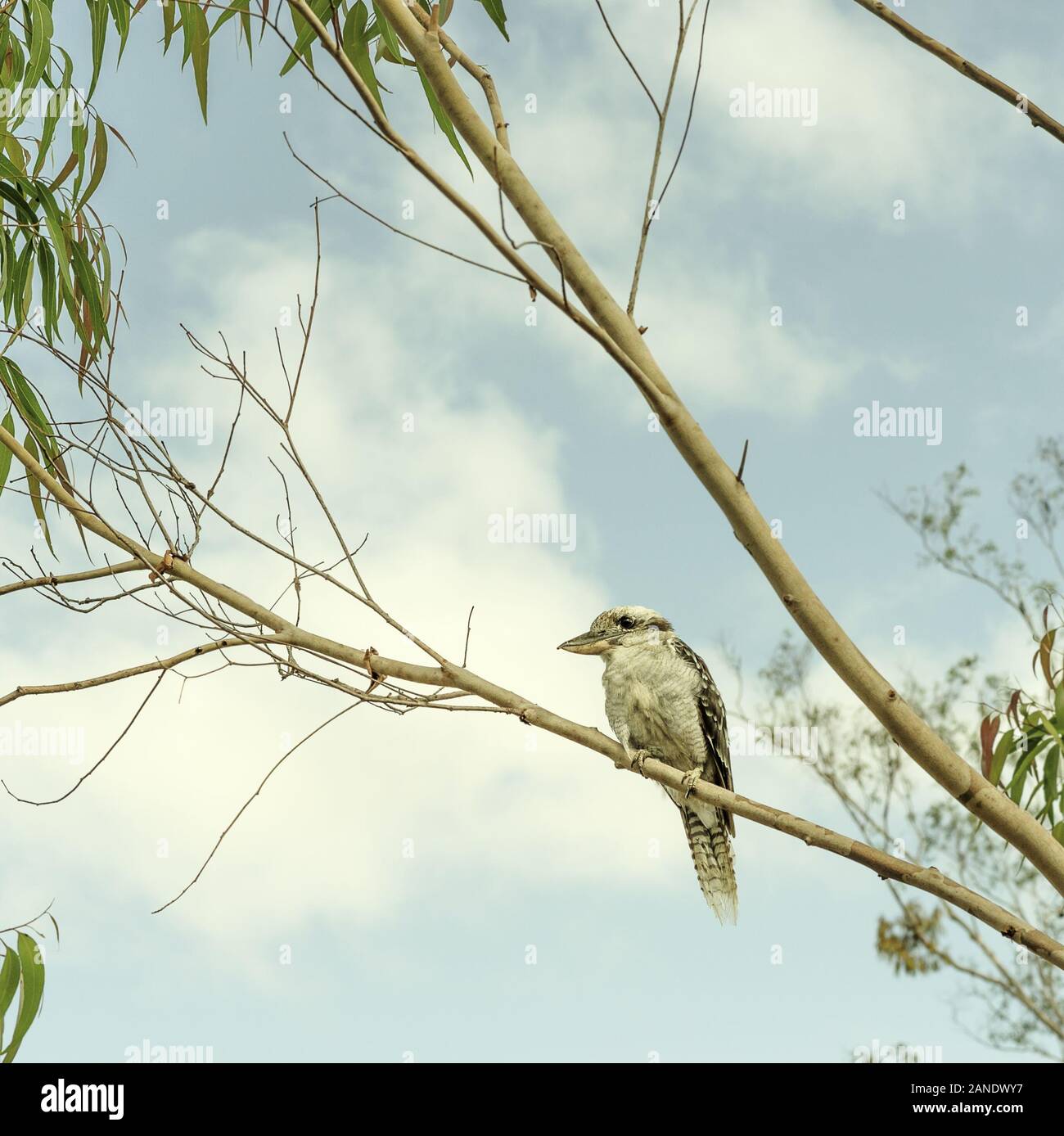 Iconic Australian Kookaburra or Laughing Jackass sitting in a gumtree Stock Photo