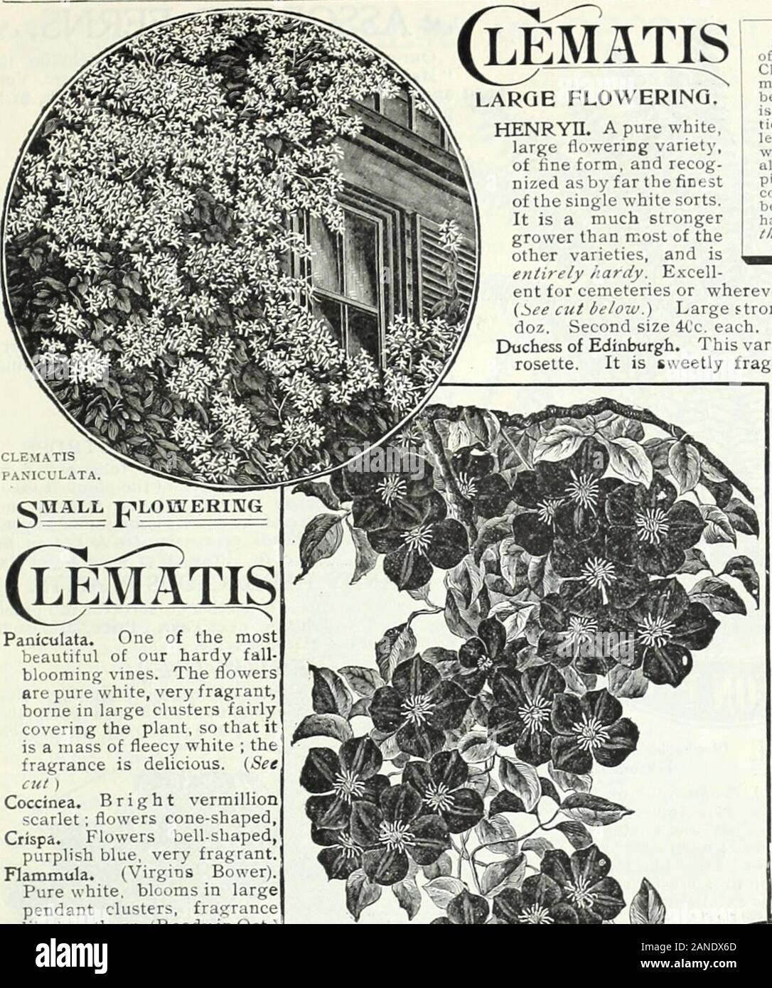 Autumn bulb catalogue : 1900 . ss for weeks afterbeing cut. A fine house plant, as it withstandsdry atmosphere. Price, fine plants from 5-inchpots. 40c. each, $-1.00 per doz. Vouug plants fromsmall pots, 2Cc each, $2.00 per doz. Plumosus Nanus. [Clhnbiug Lac Fcrti.) Brightgreen leaves, gracefully arched, and as finelywoven as silken mesh, retaining their freshnessfor weeks when cut. Large plants, 50c each,$4.50 per doz. Plants from 2-inch pots, 20c. each,12.00 per doz. ; Tenutssimus. Very fine filmy foliage. A hand-some climbing plant for the window. Plants from4-inch puts, :!0c. each, |:5.00 Stock Photo