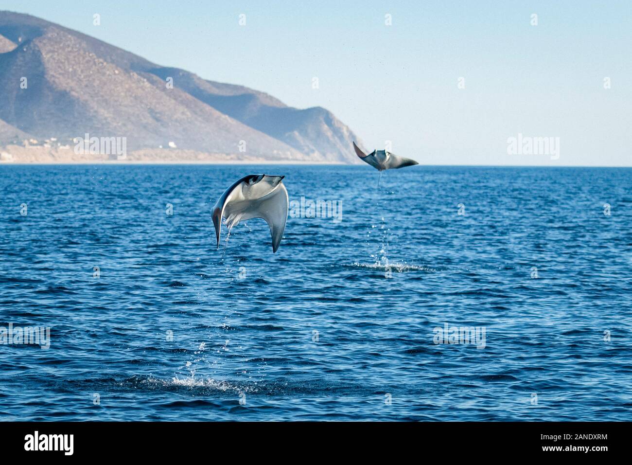 Munk's devil rays, mobula munkiana, during the annual migration/feeding season for these animals, Cabo San Lucus, Baja California, Sea of Cortez, Gulf Stock Photo