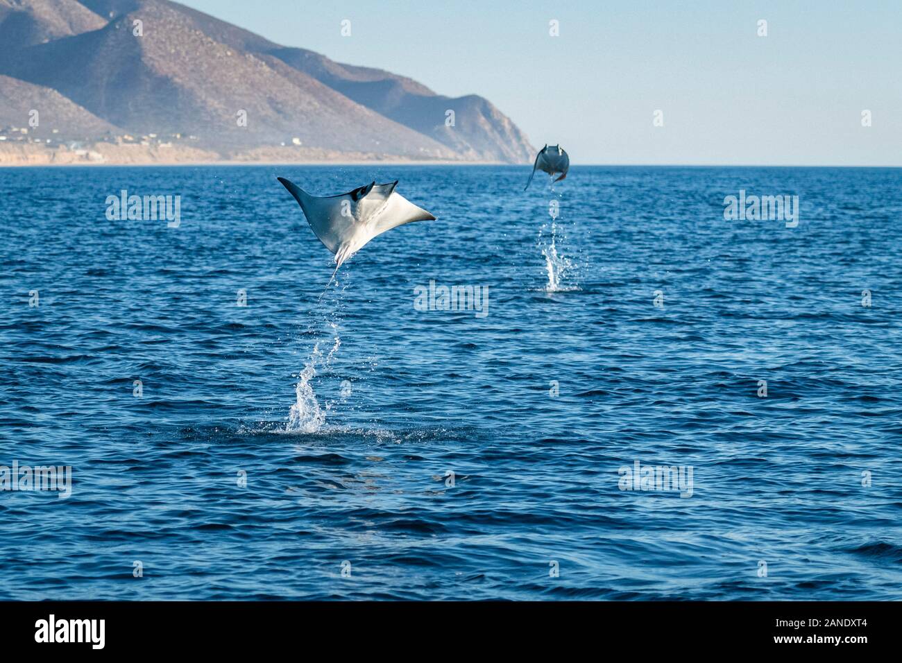 Munk's devil rays, mobula munkiana, during the annual migration/feeding season for these animals, Cabo San Lucus, Baja California, Sea of Cortez, Gulf Stock Photo