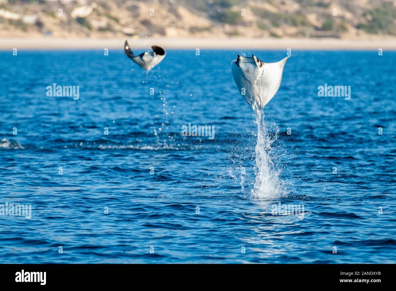 Munk's devil rays, mobula munkiana, during the annual migration/feeding season for these animals, Cabo San Lucus, Baja California, Sea of Cortez, Gulf Stock Photo