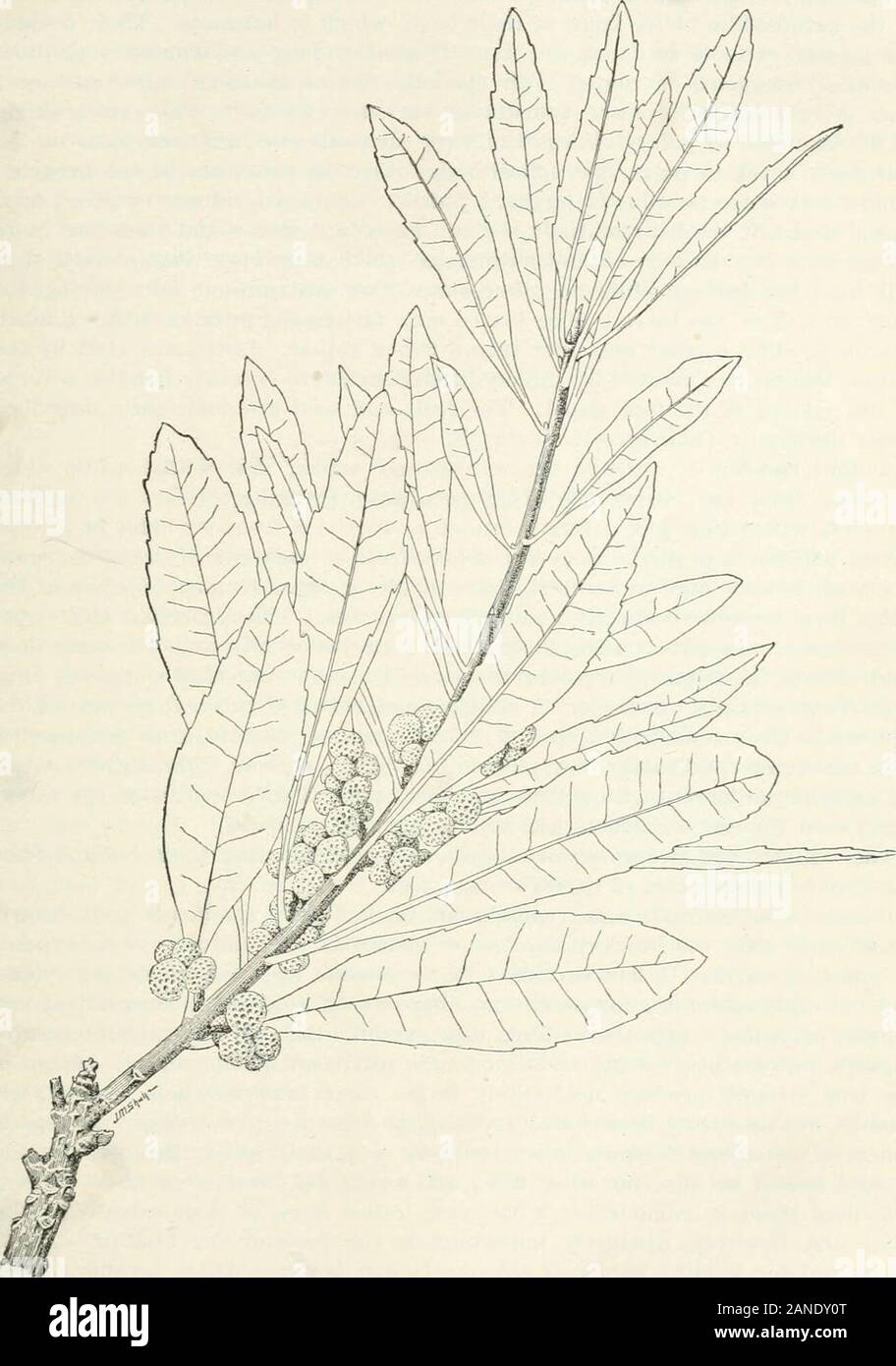 Forest trees of the Pacific slope . Fig. 83.—Myrica californica, young shoot. Family SALICACE^. A large group of trees (and shrubs) comprising the well-known willows andpoplars or aspens. The bark is characteristically bitter—especially so in thewillows. The leaves, shed in early autumn, are borne alternately on thebranches (never In pairs on opposite sides of the branch). Male and femaleflowers are each produced on different trees; seed is therefore borne only by FOREST TEEES OF THE PACIFIC SLOPE. 211 female trees, the flowers of wliich are fertilized by insects (largely bees).The fruits, rip Stock Photo