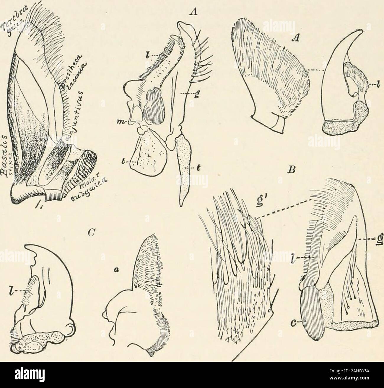 A text-book of entomology, including the anatomy, physiology, embryology and metamorphoses of insects, for use in agricultural and technical schools and colleges as well as by the working entomologist . Fio. 49.—Mandible of Pusxalus cornutus with theprostheca (!): A, that of a Nioaraguan species; a, inside,&, outside view, with the muscle. 62 TEXT-BOOK OF ENTOMOLOGY Mandibles are wanting in the adults of the more specialized Lepi-doptera, being vestigial in the most generalized forms (certainTineina and Crambus), but well developed in that very primitivemoth, Eriocephala (Fig. 51). They are al Stock Photo