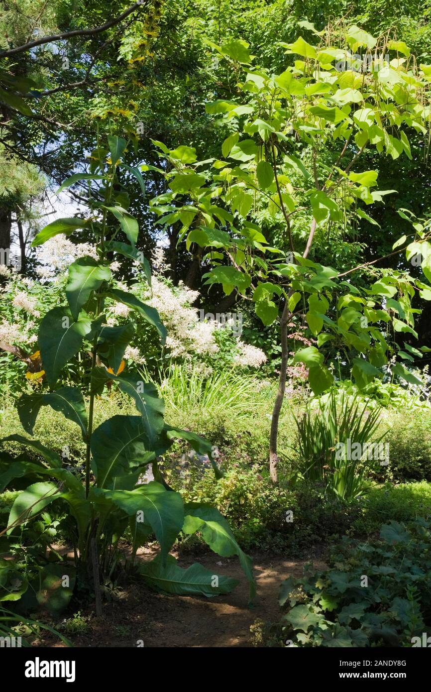 Catalpa bungei - Manchurian Catalpa tree in backyard garden in summer, Jardin du Grand Portage garden, Saint-Didace, Lanaudiere, Quebec, Canada. Stock Photo
