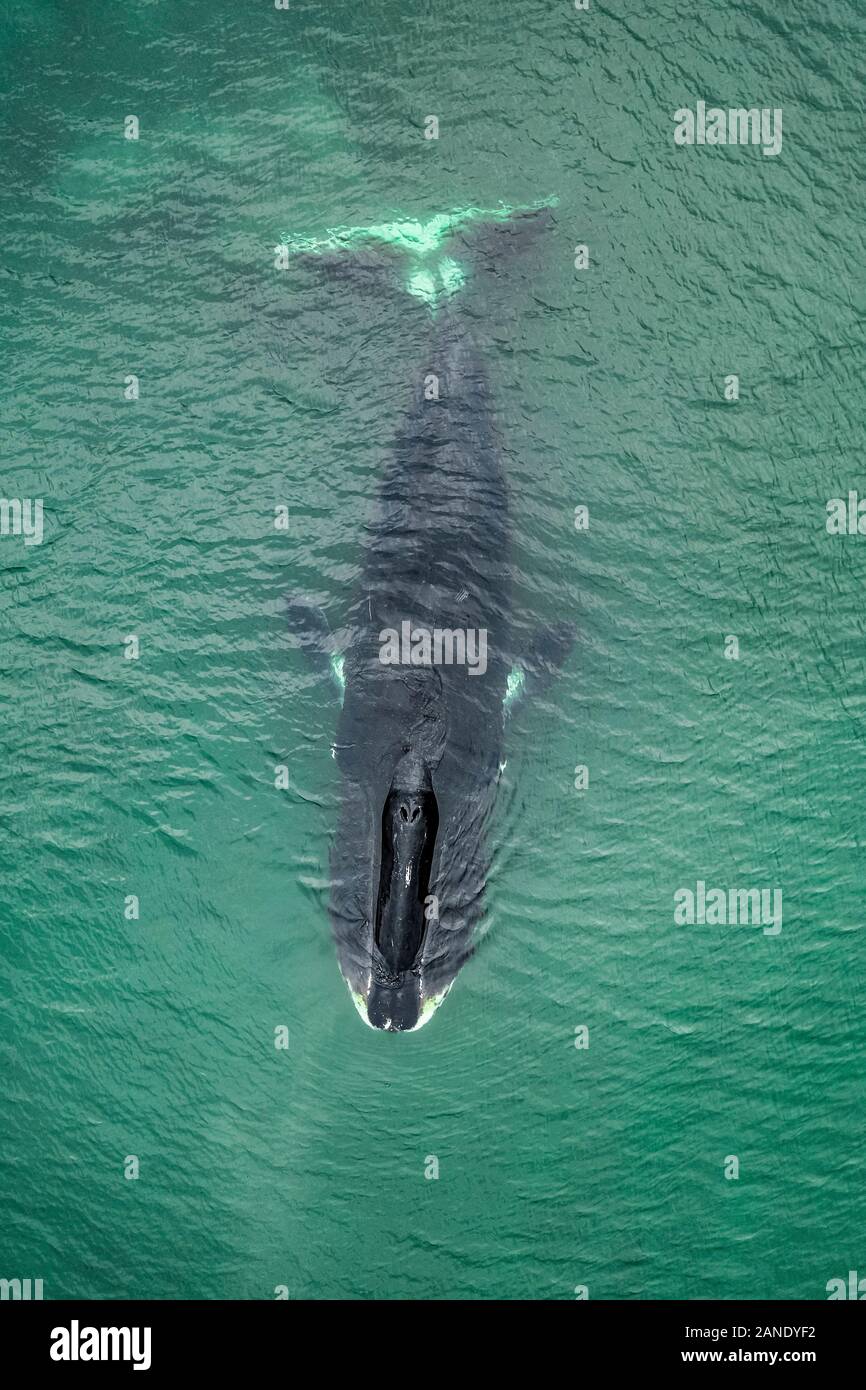 Blow hole whale aerial hi-res stock photography and images - Alamy