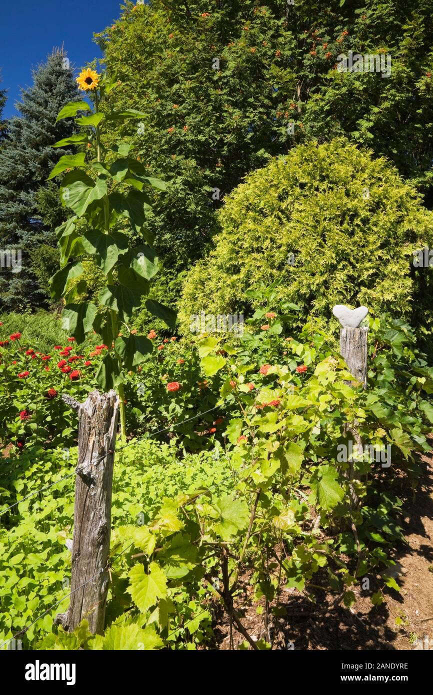 Rustic fence with Vitis 'Eona' - Grapevines, border with red Zinnias, Helianthus annuus - Sunflower plant, Thuja occidentalis tree in backyard garden. Stock Photo