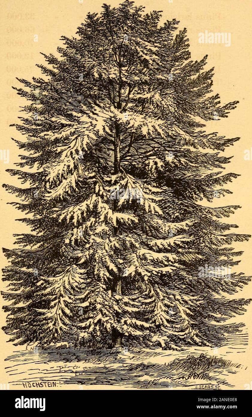Forest trees, for shelter, ornament and profitA practical manual for their culture and propagation . nd Pear seeds. One-fourth to two-thirds of Larchseeds are abortive, and the more perfect the seedsthe fewer in a pound. Abies Nordmanniana, Nordmanns Fir 8,000 Abies pectinata. Common Silver Fir - 8,000 Abies pichta, Siberian Silver Fir - - 40,000 Abies Fraseri, Frasers Balsam Fir - 45,000 Abies Canadensis, Hemlock Spruce - 100,000 Abies balsamea. Balsam Fir - - 33,000 Abies excelsa, Norway Spruce - - 58,000 Abies alba. White Spruce - - - 160,000 Cedrus Atlantica, African Cedar - - 7,000 Pinus Stock Photo