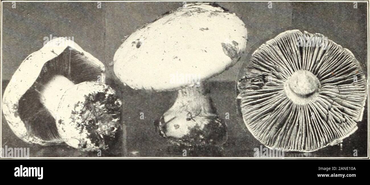 Mushrooms and other common fungi . Fig. 2.—Pholiota adiposa, Growing from a Wound in a Living Tree (Edible.) Bui. 175, U. S. Dept of Agriculture. Plate XXIV.. Fig. 1—Cortinarius lilicinus. (Edible.) gp%*f 1 i*§&7*5 ^^^^Hfi &lt;w*:*V .  jfi •**+»+r* / »* ^?fc* - J **v3: I BPv^. aa ¥- 1MB Wfajr v .J mfr*-** * ^IBSF*** ^^^I^^^EJ^v ** -J wSi$tt* v*T SN*- ^ * 1 jBjjfc ^^^J &*?s ? : iff? ^ K^v*tf R^ *^& Br- * 1 B&$*^5I iP^v ?A.-; B?*f.v Vj kJJJ*£ * 1 jflj Ik* -*„; V? Bfcj w fc^^jBtep% MHfo- jf »/•? fbj^ wfifcTt^B ? WmM? LiSi rvJs2^p^ Ip^f^ Bft^M S K& ^P1 ?^Ssl^ vLjrK *^i *$*V Fig. 2.—Pholiota squa Stock Photo