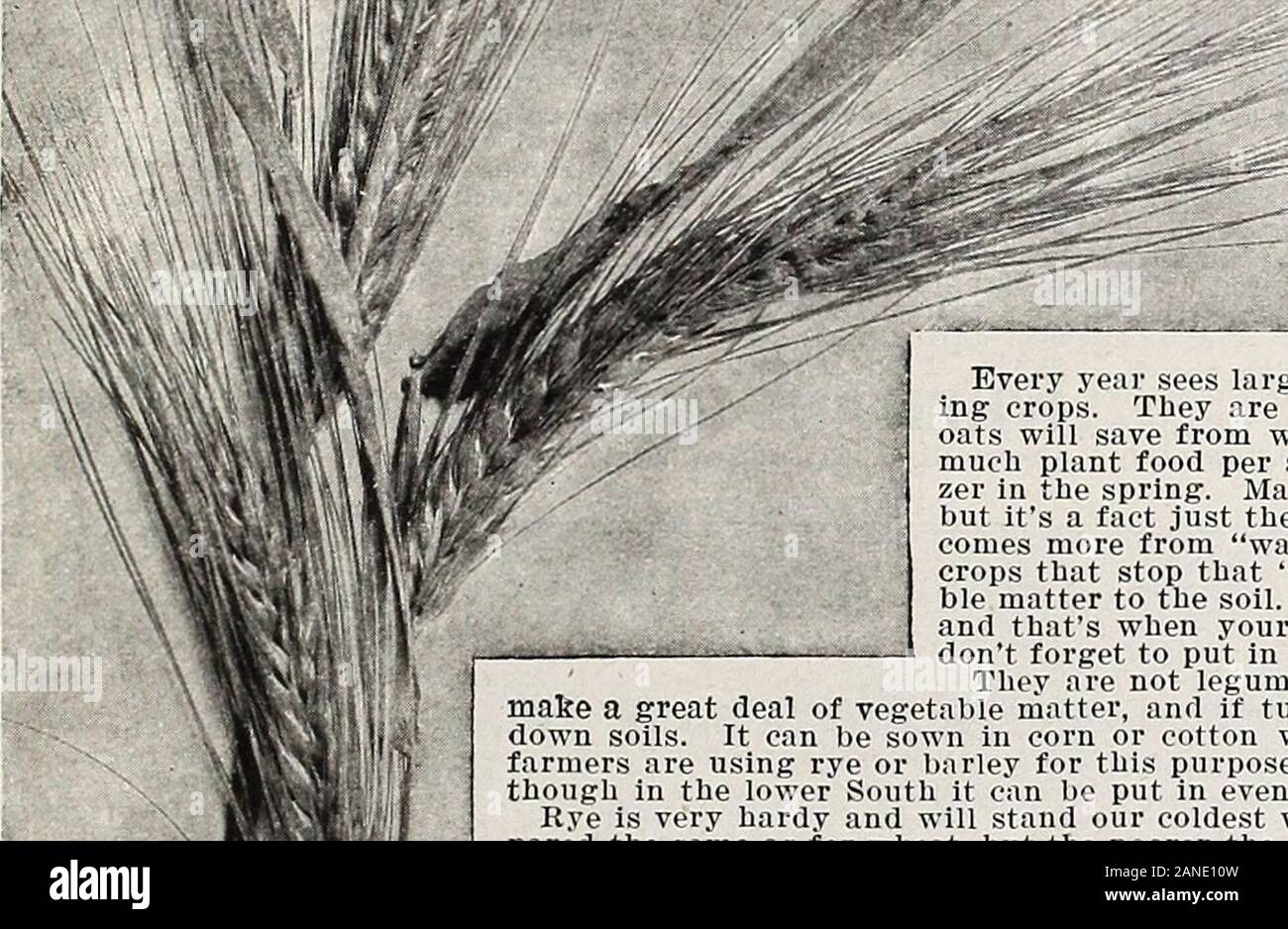 Hastings' seeds : fall 1914 catalogue . time seems rather slow work, it is really more expeditious thanit seems, while the assurance of securing thereby a certain cropshould more than reconcile the planter to the delay. With the openfurrow method liberal fertilization is advisable on planting andalso an additional top-dressing of nitrate of soda in early springsay 75 pounds per acre. Besides oats the process can be usedequally well with other grains and permit wheat to be sown in tneSouth as late as the middle of December. We have spoken before of drilling in oats between the cottonrows. This Stock Photo