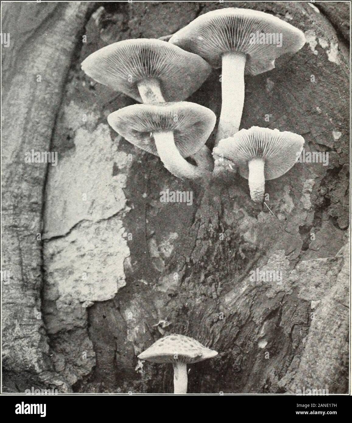 Mushrooms and other common fungi . Fig. 1.—Pholiota adiposa. (Edible.). Fig. 2.—Pholiota adiposa, Growing from a Wound in a Living Tree (Edible.) Bui. 175, U. S. Dept of Agriculture. Plate XXIV. Stock Photo