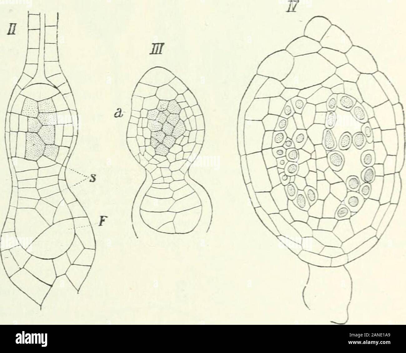 Organography of plants, especially of the archegoniatae and spermaphyta . Fig. I20. Nanomitriuin tenerum. Archegonium after fertilization and 3oung sporogonium at different stagesof development in longitudinal section. /, young embrjo slill within the archegonial venter. //, older embrj-o;the endotliecium is shaded ; the foot, F^ has bored into the stalk of the archegonium : .S, stalk of the sporogonium.///, still older embrjo ; a, amphithecium divided by periclinal walls. IV, sporogonium showing the sporocytes ingreat part separate around the columella. In most of the sporocytes the contents Stock Photo