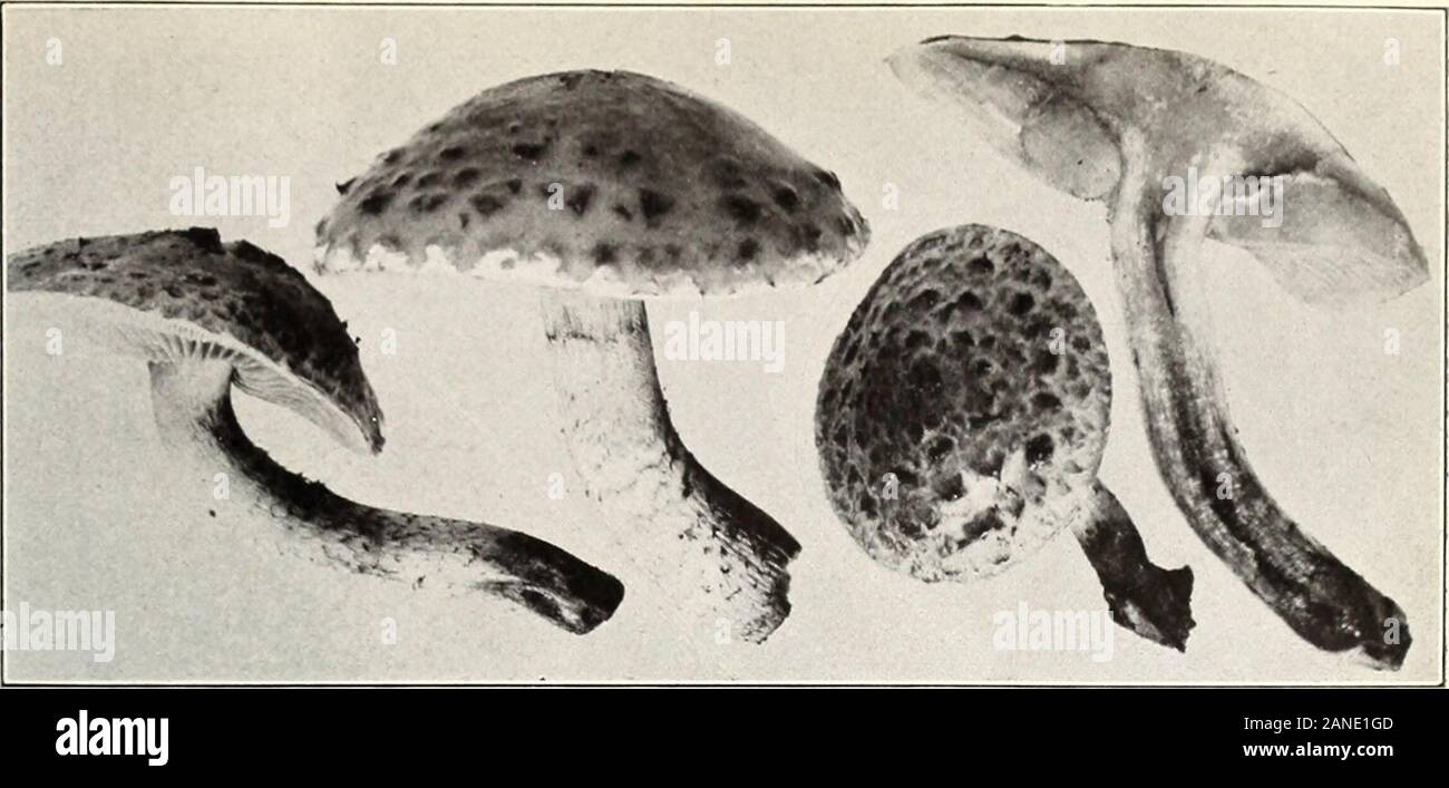 Mushrooms and other common fungi . Bui. 175, U. S. Dept. of Agriculture. Plate XXIII.. Fig. 1.—Pholiota adiposa. (Edible.) Stock Photo