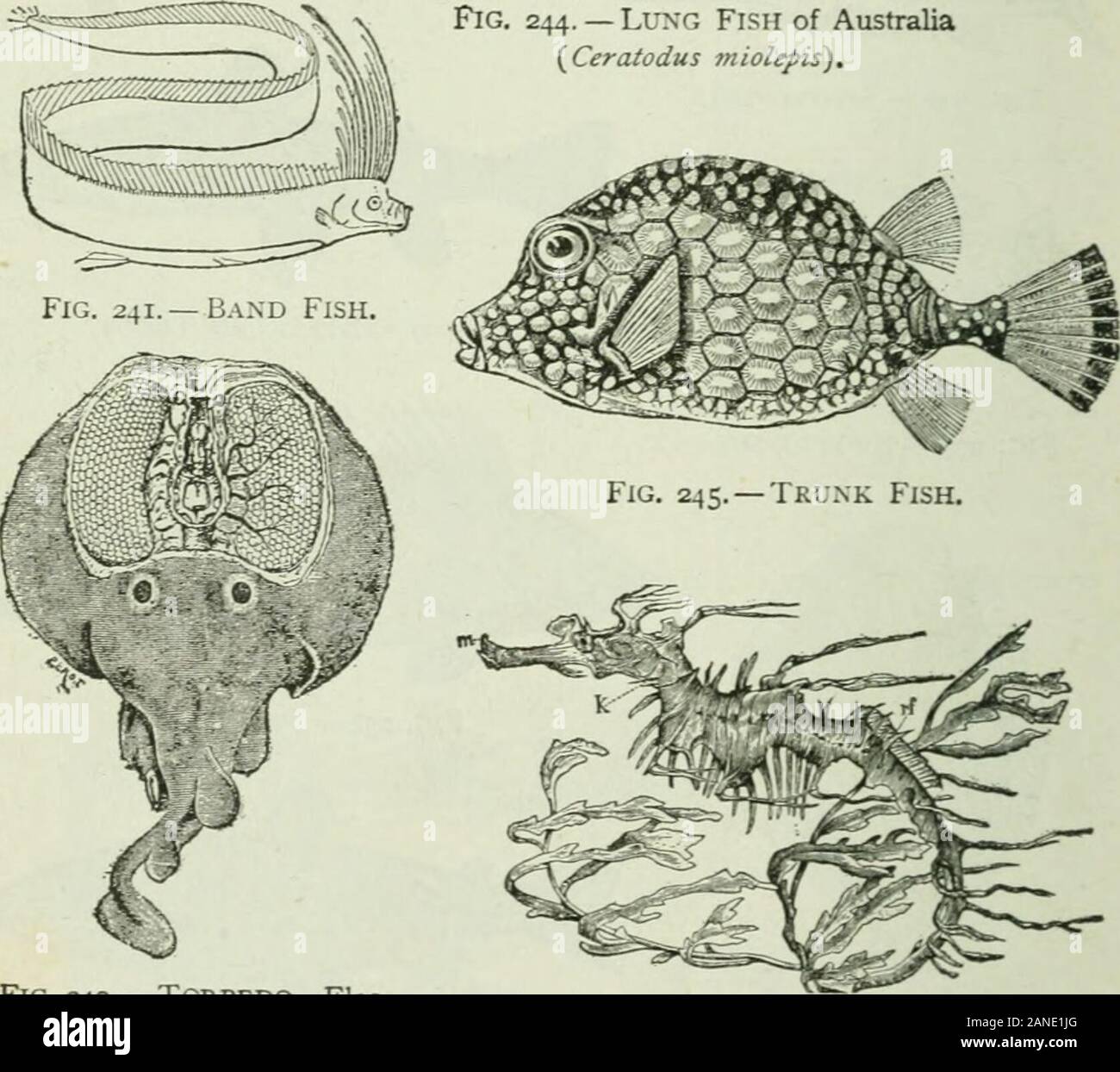 Beginners' zoology . Fig. 244. — Lung Fish of Australia{Ceratodus mioleptis).. Fig. 242. — TCRPEDO. Elec-trical organs at right andleft of brain. Fig. 246. —Seaweed Fish, x^{Phyllopteryx eques). Remarkable Fish. Special Reports. (Encyclopedia, texts, dictionary.) 124 GENERAL CLASSIFICATION 125 RECOGNITION GROUP CHARACTERS The commoner members of the several branches may be recog-nized by the following characters : — 1. The Protozoans are the only one-celled animals. 2. The Sponges are the only animals having pores all over thebody for the inflow of water. 3. The Polyps are the only many-celled Stock Photo