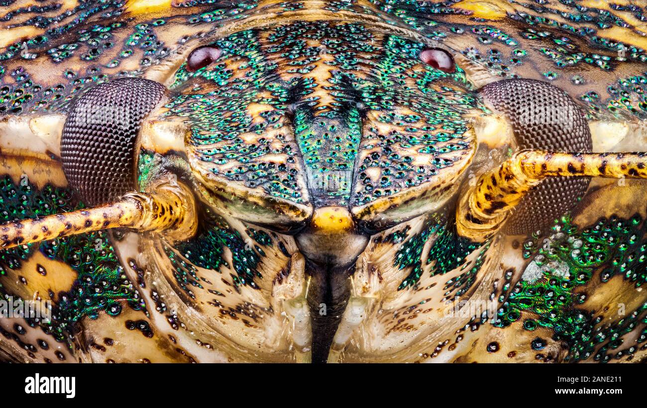 Frontal view of a Stink Bug head Stock Photo