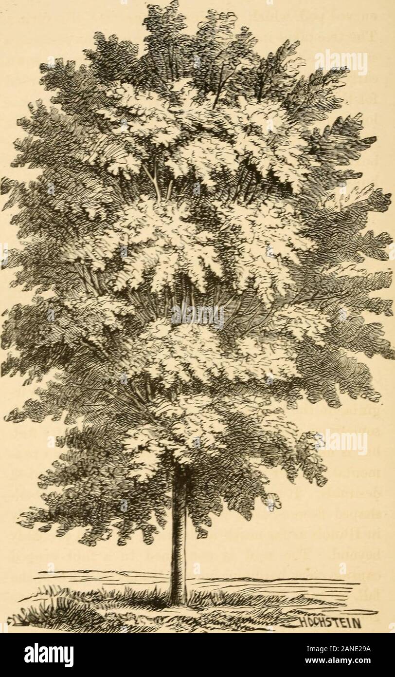 Forest trees, for shelter, ornament and profitA practical manual for their culture and propagation . , but slender inproportion to its height. The leaves are doubly pin-nate, two or three feet in length. It is a very beau-tiful tree, and is cultivated in the Atlantic States forornament. Its appearance in winter is i^eculiar, fromthe fewness of its branches and the large size of itsterminal shoots—which is, perhaps, the origin of itsFrench name, Chicot, Stump Tree. The wood of the Coffee Tree is of a rosy color; itis fine grained, compact, strong and durable. It isvery suitable for cabinet work Stock Photo