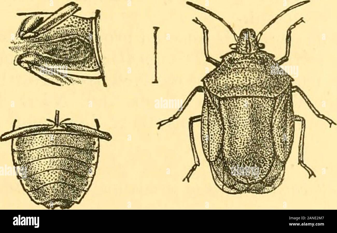 Rhynchota .. . ewhat short, basal joint entirely invisible from above ...