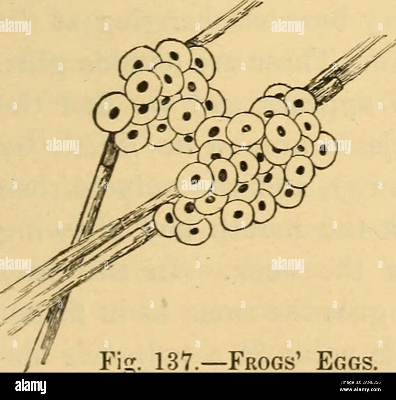 Animal Life In The Sea And On The Land Fig 136 The Frog Fis 137 Frogs Eggs This Mass Is Calledspawn And It Ismostly Attached To Sticksor Grass In The Waternear Shore Fig
