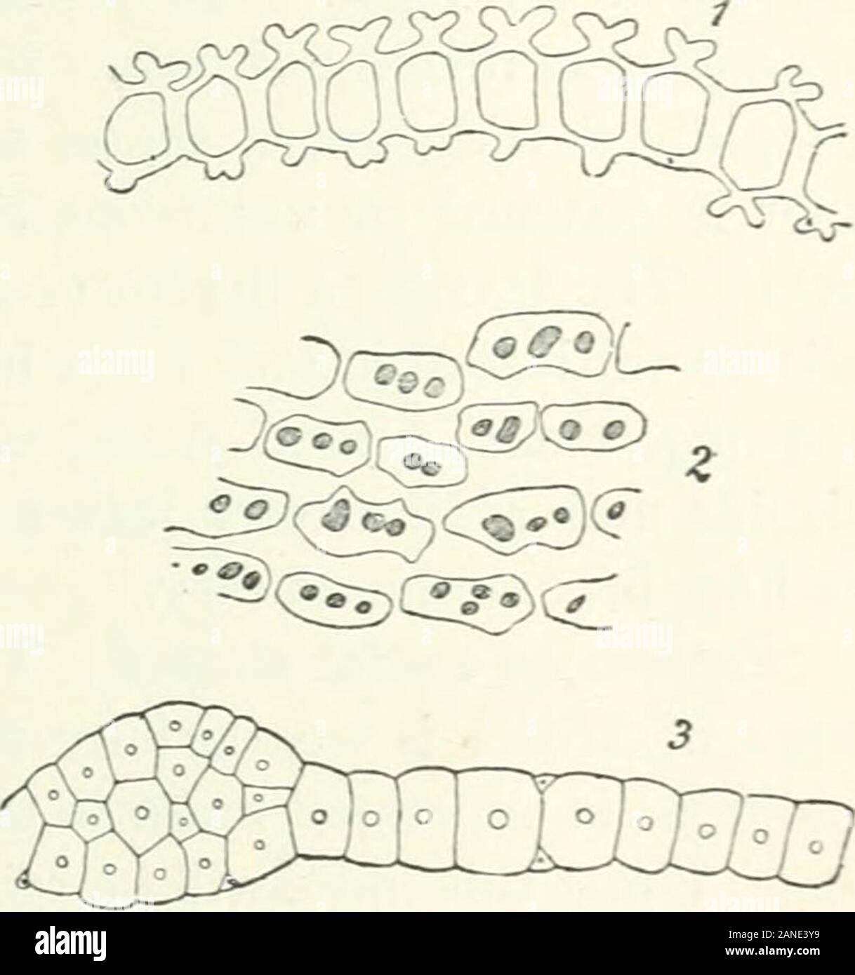Organography of plants, especially of the archegoniatae and spermaphyta . Fig. III. Bryum giganteum. Showing the habitof the plant. Natural size. Fig. 112. I and 2, Hedwigia ciliata. i, portionof a leaf in transverse section. 2, portion of a leaf-surface, the protuberances shaded. 3, Pterobryellalongifrons. Bud-scale in transverse section. ^Iag-nified. features. The shoot of Pterobryella longifrons is clothed at first with scale-leaves which contain no chlorophyll and glisten like silver. They are composed,with the exception of the basal portion, of elongated sclerenchyma-like fibre-cells with Stock Photo
