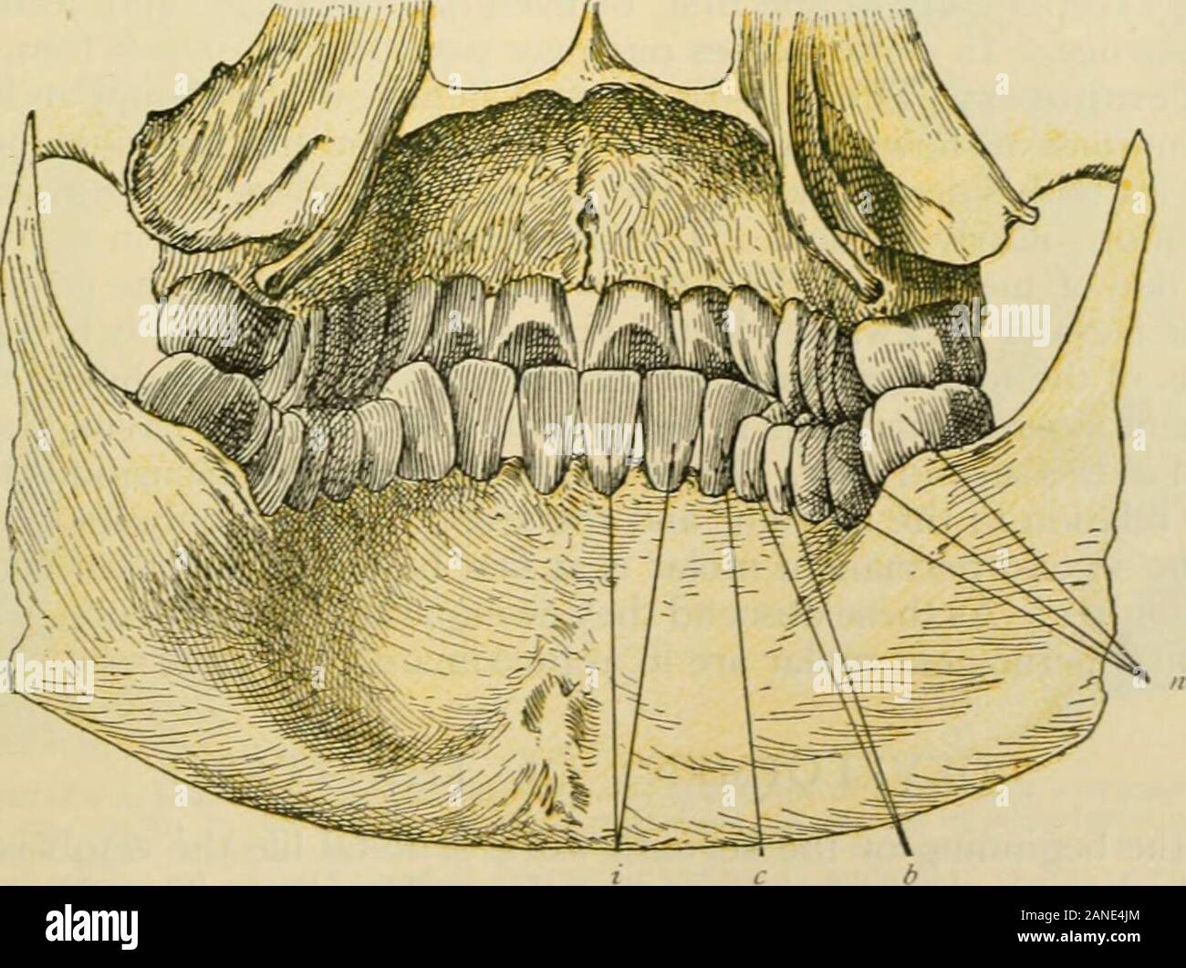 Human anatomy including structure and development and practical Biology Diagrams
