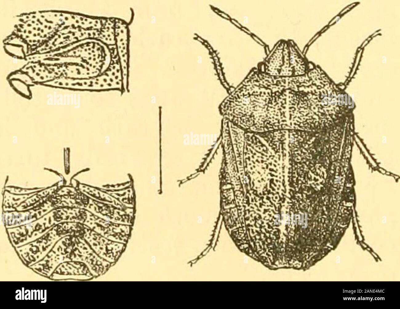 Rhynchota .. . ; scutellum much narrower than the abdomen, the lateralmargins of the corium, especially at base, being exposed. Ab-domen with the counexivum fl.attened, extending beyond thelatitude of the pronotum ; tibiae sulcated above. 126. Eurygaster maura, Linn. (Cimex) Fawi. Suec. p. 246. 913 (1761) ; St&l (Platvpleurus), En. Hem. iii, p. 30. 4 (1873) ; Leth.  Sev. Cat. Oen. Hhn. i, p. 45 (1893) et synon.; Atk. J. A. S. B. Ivi, p. 187. 105 (1887).Thyreocoris austriacus, Schrankj Faun. Boica, ii, p. 68. (1801). Tetyra picta, Fabr. Syst. Rhym/.-^. 136. 38 (1803).Eurygaster cognatus & orie Stock Photo