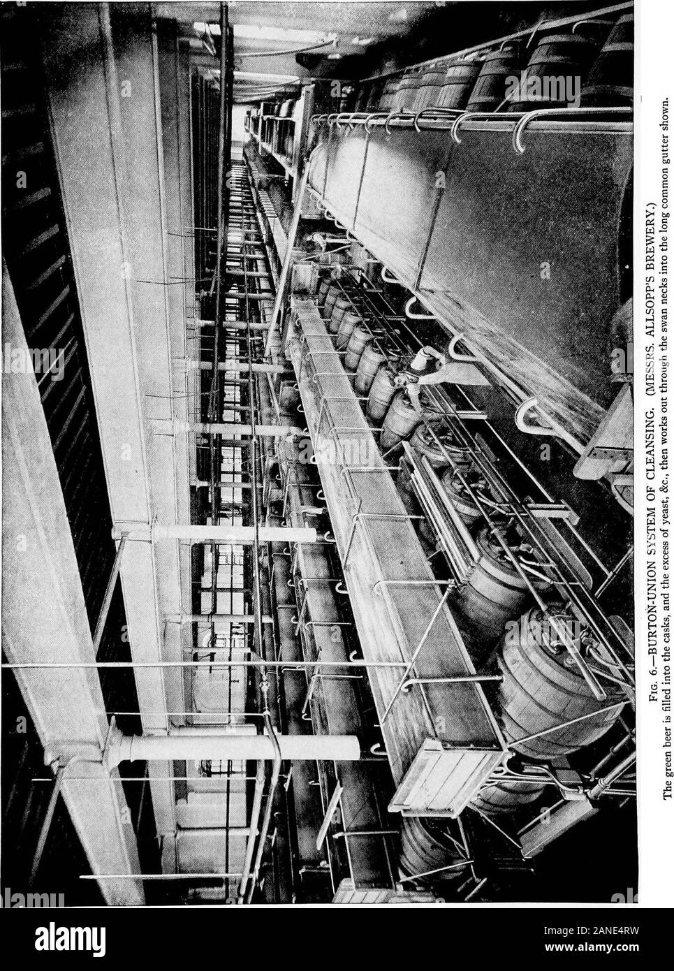 The encyclopdia britannica; a dictionary of arts, sciences, literature and general information . u u ^?; S--REFRIGERATORS IN LAGER BREWERY OF MESSRS. ALLSOPP 1 he hot wort trickles over the outside of the series of oioes and is rnnlpH h->, th^ ,.^a „„.. u- v • , From the shallow collecting trays the c^^l^rt fsr.ducMo%tiTme„^^^^^^^^^^ *^^™- Plate II. BREWING. BREWSTER, SIR D. 513 A^ Fembach, W. Windisch, F. Weiss and P. Schidroiyit?, that, finishedmalt.coigtajfts, at least two proteolytic enzymes, (a peptic and ^panqre^tic.enzyme)., .. ^ . , ^ The presencepf diflferent types of |ptiqspjiat Stock Photo