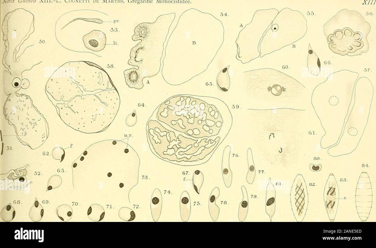 Nova Guinea Resultats De L Expedition Scientifique Neerlandaise A La Nouvelle Guinee En 1903 19 L C De M Del Fa P W M Trap Impr V Va Guinea Xiii L Cogxetti De