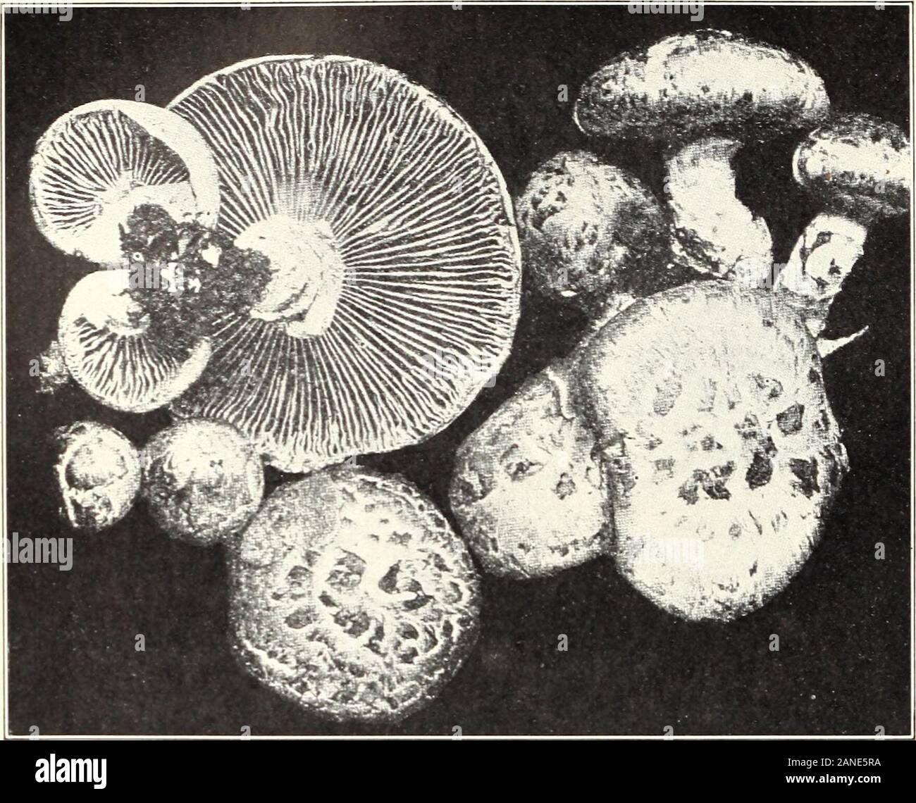 Mushrooms and other common fungi . Fig. 3.—Marasmius oreades. (Edible.) j|, 175, U. S. Dept. of Agriculture. Plate XX.. Fig. 1.—Lentinus lepideus. Stock Photo