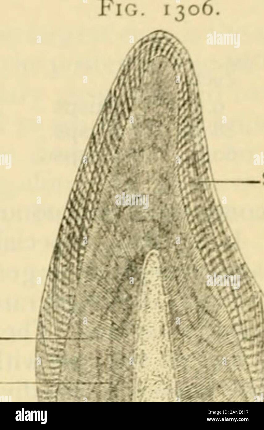 Human anatomy, including structure and development and practical considerations . Temporary molar teeth{A, first; B. second) of leftside. Triturating surfaces ofcrowns also shown. {Leidy.) 1548 HUMAN ANATOMY. TOOTH-STRUCTLRE. In j)rin(ii)le, and anionic tlic lower vertebrates, in fact, as well, teeth may beregardeil as hardened papilla- of tiie oral mucous membrane ; they consist, therefore,of two chief parts,—the connective-tissue ccjre and the ei)ithelial capping. Oi thethree constituents present in typical mammalian teeth, the enamel is the derivative ofthe ectoblastic epithelium, the denti Stock Photo
