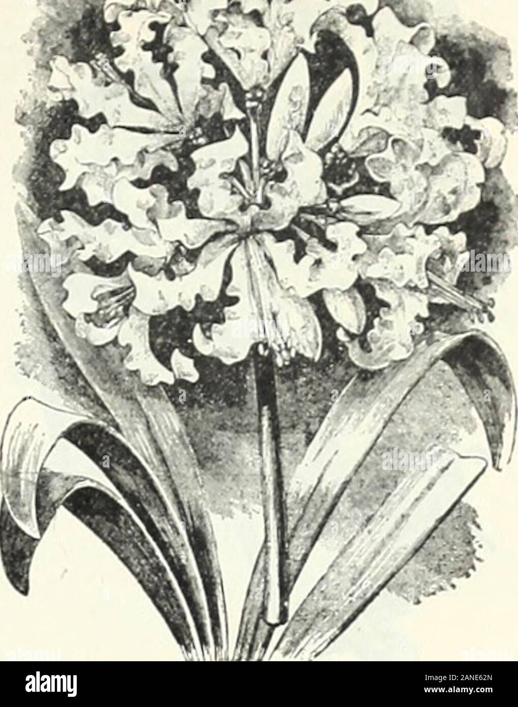 Autumn bulb catalogue : 1900 . when in flowerithi.y are eci.tltea, splendid large canary yellow ItUtea, fl. pi., very double biiglit yellow Sosea, ro.se. [See cut.). Alba, w liite Deppei i .s;.i &lt;7o.vh ), rosy purple, splendid for garden iilciiifpi Versicolor, crimson mid white Mixed Oxalis 20c. 50c. 4e. 4c. 4e, .ic.He.8c.iC.»e.JJe.3e.8e.He. $0,30 .80 5.00 10c, 1,00 i,00 $2,00 2.00 15,00 .40 .50|.80 2.252.25 Ji.no2.001..-.() 8.Ill)1.501.501.251.50l.oii .^VP^Vs,. .SERt.NK rOTHEBGlLLI .M.VJUIt IGCKHNSEV Llt.YJ. Stock Photo