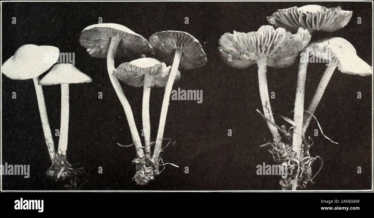 Mushrooms and other common fungi . Fig. 2.—Russula virescens. (Edible.. Fig. 3.—Marasmius oreades. (Edible.) j|, 175, U. S. Dept. of Agriculture. Plate XX. Stock Photo