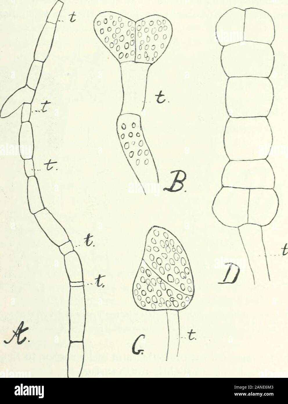 Organography of plants, especially of the archegoniatae and spermaphyta . ne. It is most probable that out of the germinated spores a fila-mentous protonema is formed, just as it is out of the gemmae of Tetraphis.The habitat of this moss on the south side of the South Island of NewZealand confirms me in the view I put forward long ago, that its peculiarvivipary is the result of its living in a moist locality. The appearance ofthis peculiar method of germination amongst the Musci, whose spores other-wise only form a filamentous protonema, speaks again strongly in favour ofthe view that other va Stock Photo