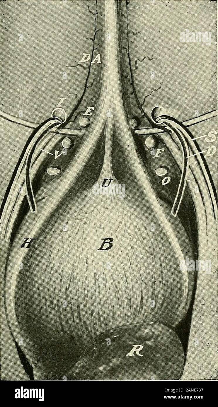 INGUINAL CANAL - New