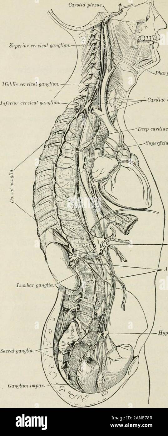 Principles and practice of spinal adjustment; for the use of students