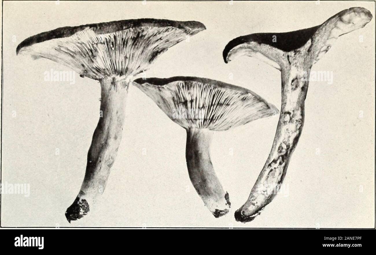 Mushrooms and other common fungi . Fig. 2.—Lactarius indigo. r^^^^ ^^B ^^F fl » s ^k. ^k ^HL:^ «.£*yMi&gt; ^^^?H ^B ,*y1 5 Fig. 3.—Lactarius torminosus. (Poisonous.) ll. 1 75, U. S. Dept. of Agriculture. Plate XIX.. Fig. 1.—Lactarius volemus. Stock Photo