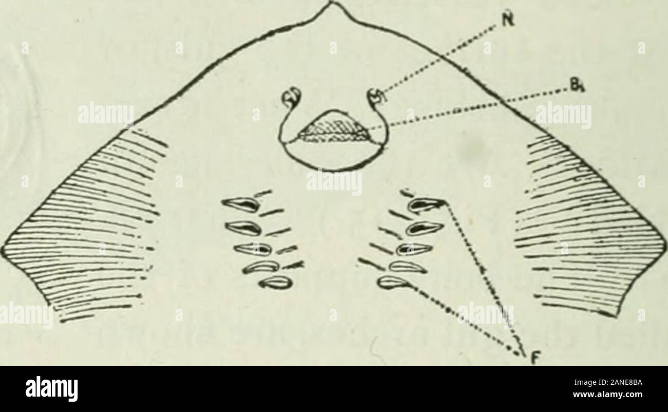 Beginners' zoology . Fig. 218. — Nostrils, Mouth, and Giix Opknings ofSting-RAY. many times per minute does fresh water reachFig. 217.— • , *^ Circulation the gills ? Do the mouth and the gill coversIN Gills. open at the same time . Why must the waterin contact with the gills be changed constantly . Whydoes a fish usually rest with itshead up stream ? How may afish be kept alive for a timeafter it is removed from thewater.? Why does drying ofthe gills prevent breathing ? Ifthe mouth of a fish were propped open, and the fish re-turned to the water, would it suffocate ? Why, or why not ? Stock Photo