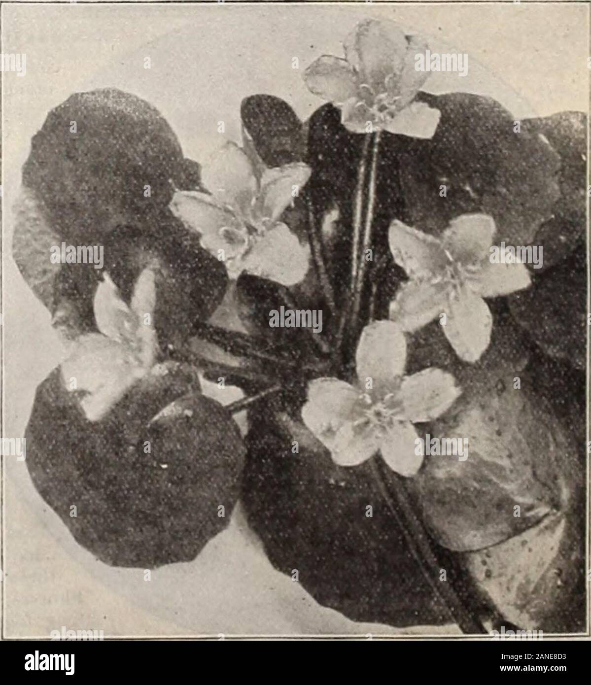 Dreer's 72nd annual edition garden book : 1910 . l, suitable formargins or tub cultivation. 20 cts. each ; &gt;!2.00 per doz. *—Japonica Fl. PI. The double-flawering arrowhead : verydesirable for planting in tubs or on margins of ponds andstreams. 50 cts. each ; .S5.00 per doz. ^Saururus Cernuus {Lizards Tail). A desirable plantfor margins ; 2 to 2-1 feet high ; leaves heart-shaped ; fragrantwhite flowers. 20 cts. each ; .?2.00 |ier doz. * Scirpus Tabernsemontana Zebrina. -A very oramentalhardv rush, growing 3 to 4 feet high, producing leaves varie-gated, with alternate bands of green and pure Stock Photo