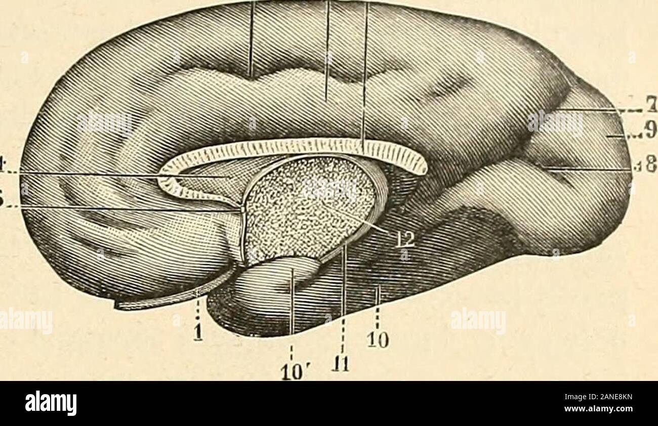 Traité d'anatomie humaine . Fig. 536. Cerveau dun fœtus humain au commence-ment du huitième mois, face externe delhémisphère gauche (daprès Mihalkowics). l.insula deReil. — 2, scissure de Sylvius, avec : 2, sabranche antL^rieure; 2, sa branche postérieure. — 3,opercule supérieur. — 4, lobe olfactif. — 5, scissure doRolando. — 6, scissure perpendiculaire externe. — 7, lobeoccipital. — 8, lobe temporal.. Fig. 537. Le même, face interne de lhémisphère droit(daprès Mihalkowics). 1, lobe olfactif. — 2, corps calleux. — 3, commissureblanche antérieure. — 4, septum lucidum. — 5, scissurecalloso-margi Stock Photo